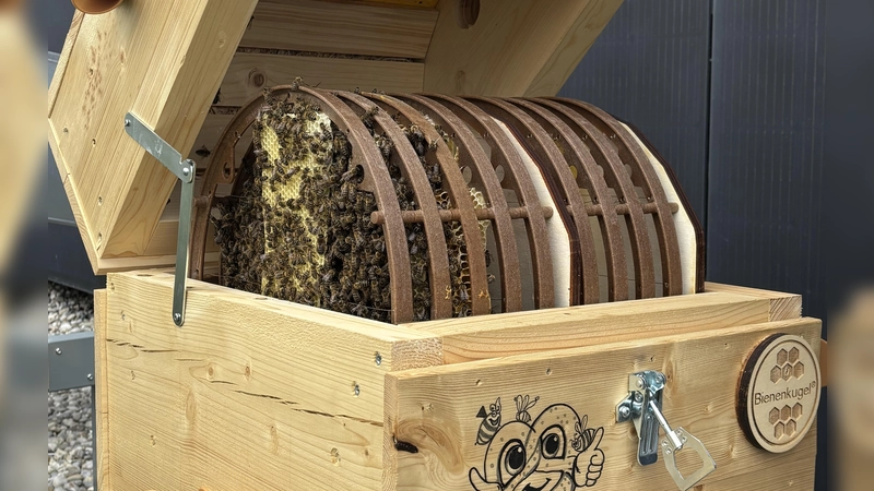 Zuhause auf knapp 2000 Quadratzentimetern: Ein Bienenvolk hat das Holzhybrid-Bürogebäude i8 am iCampus im Werksviertel bezogen. (Foto: R&S Immobilienmanagement)