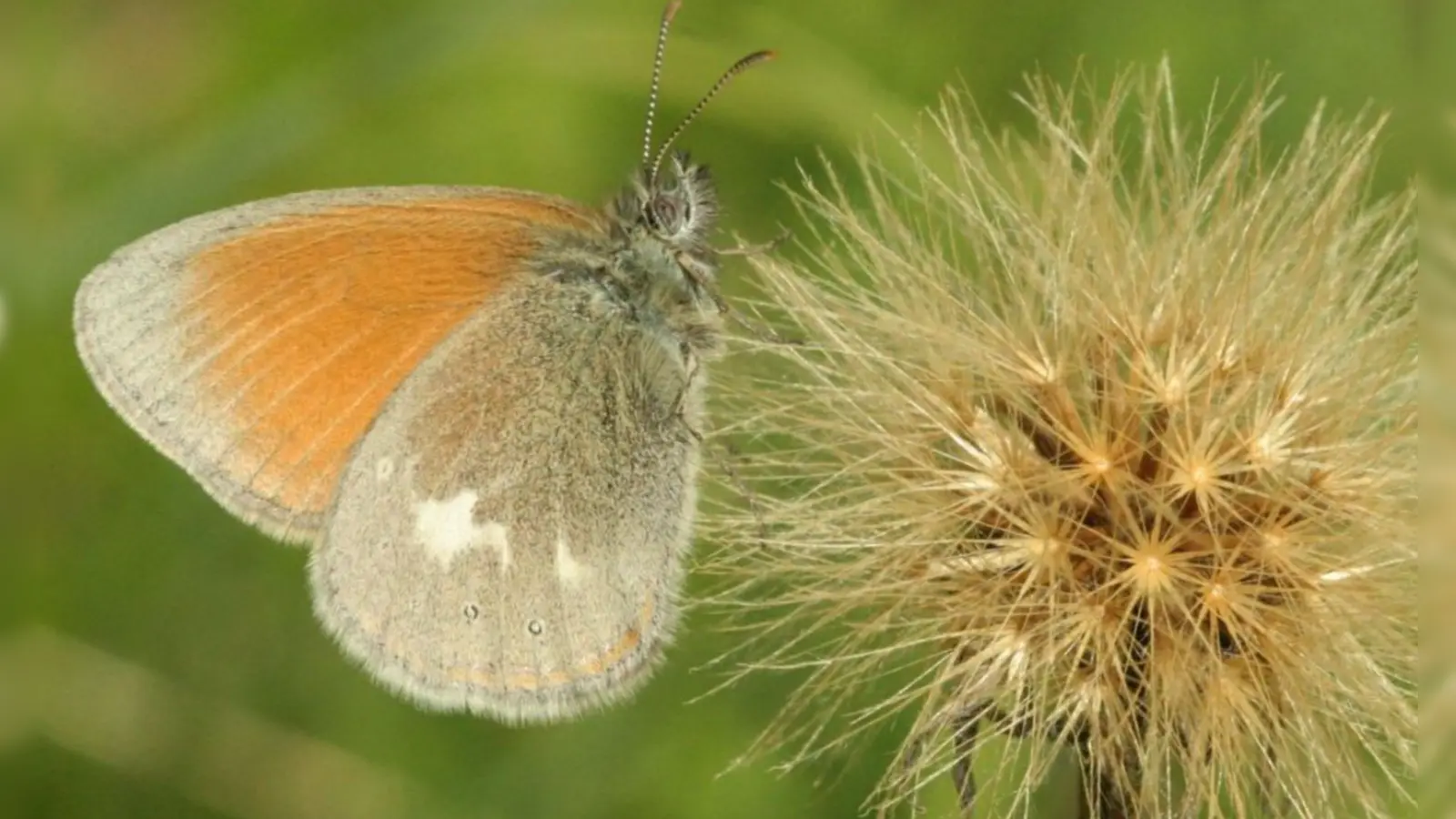 Ein seltener Schmetterling: das Rotbraune Wiesenvögelchen. (Foto: Dr. Klaus Gottschaldt)