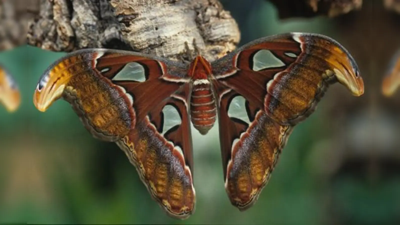 Er ist der Größte: der Atlasspinner aus Södostasien.	 (Foto: VA)