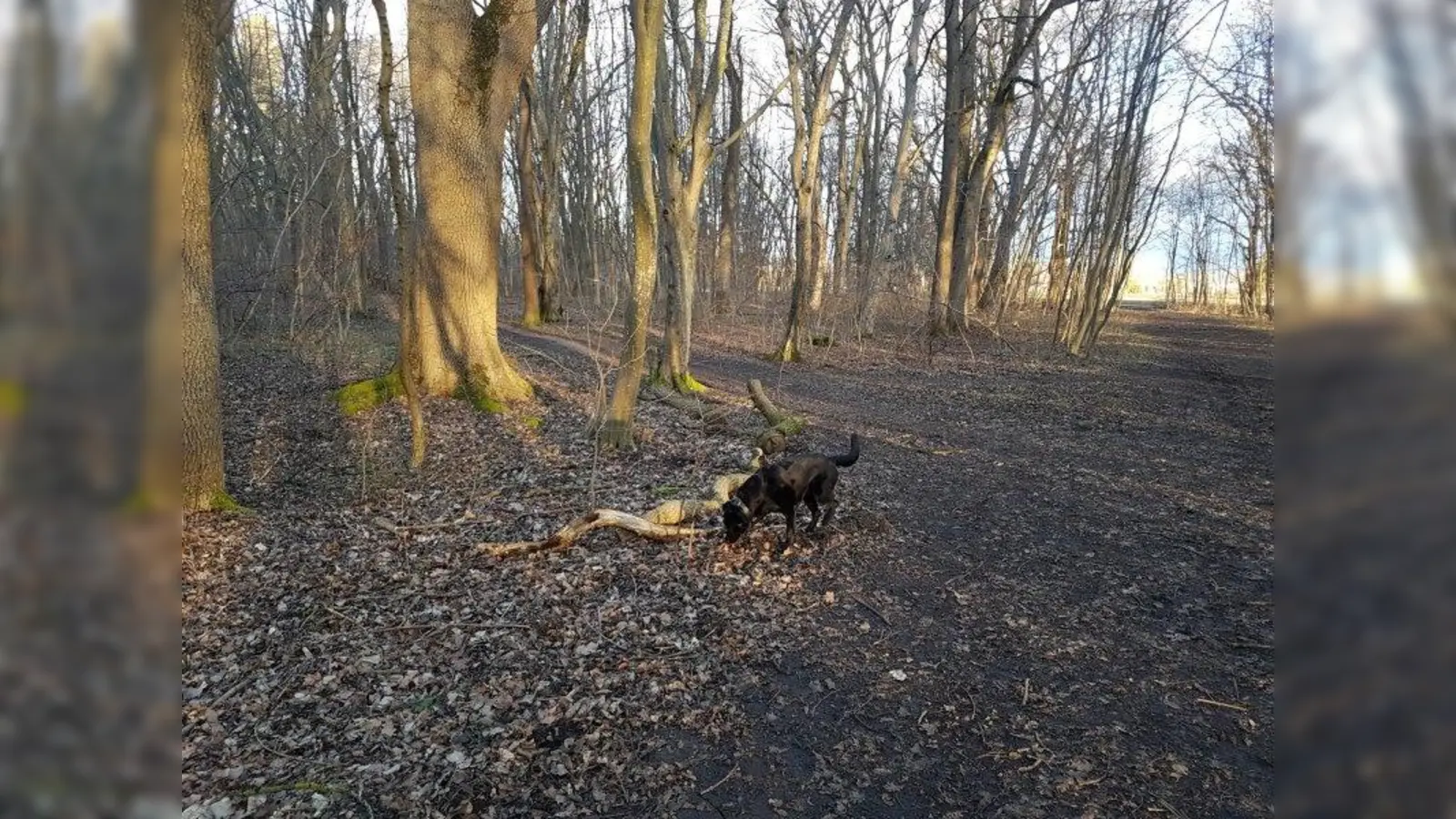 Hunde dürfen in der „Angerlohe” weiterhin frei laufen: Die Stadt hat einen Antrag des Bezirksausschusses Allach-Untermenzing (BA 23) auf Leinenzwang abgelehnt. (Foto: sb)