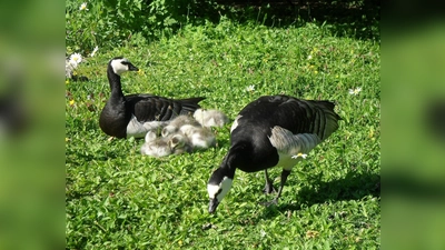 Gänseeltern betreuen ihren Nachwuchs ein Jahr lang (Foto: VA)