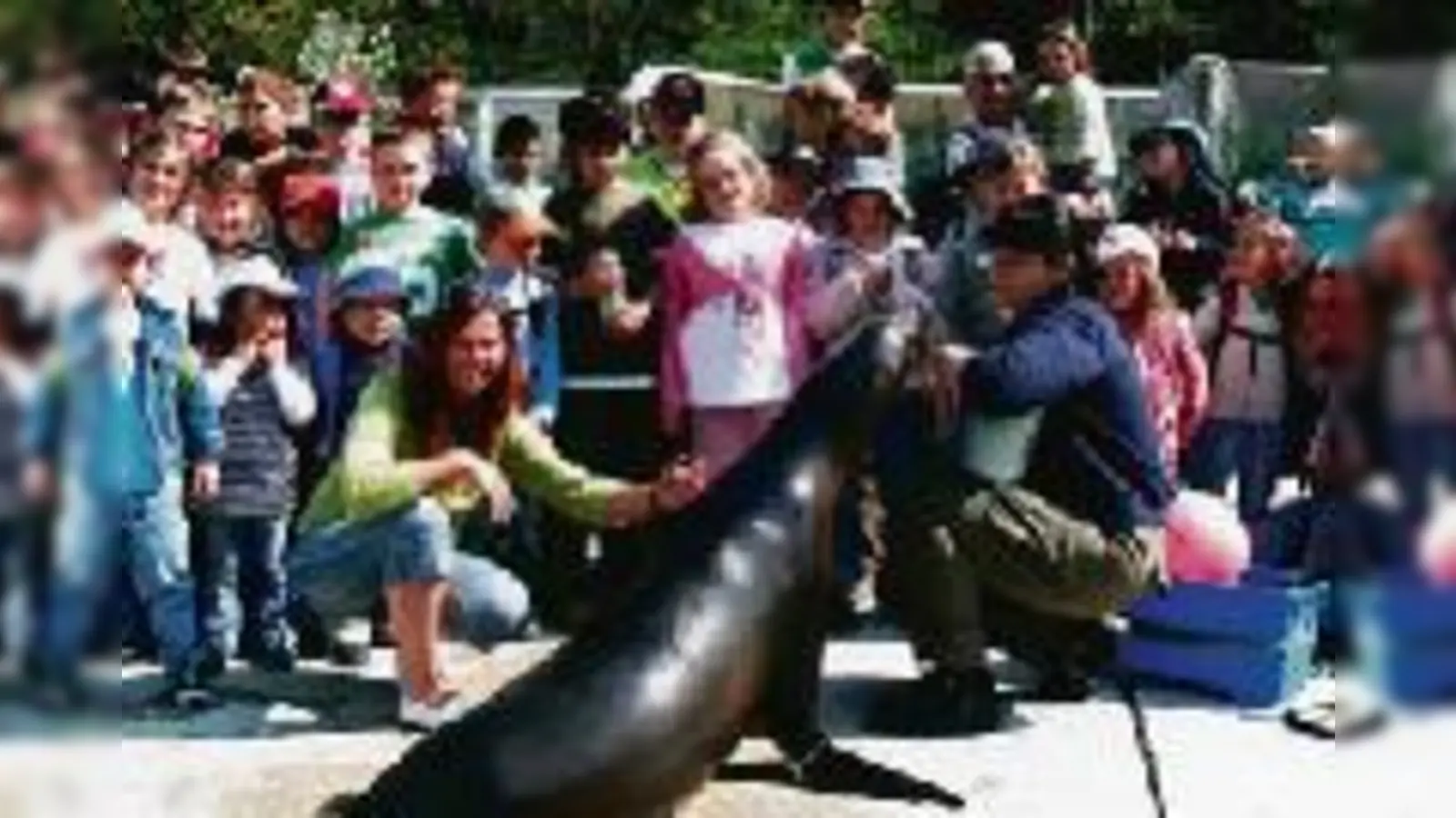 Seelöwe Goldie in Hellabrunn zeigte den Konfetti-Kindern so manches Kunststück, Zähneputzen kann er mit seinen Flossen aber nicht. 	 (Foto: VA)