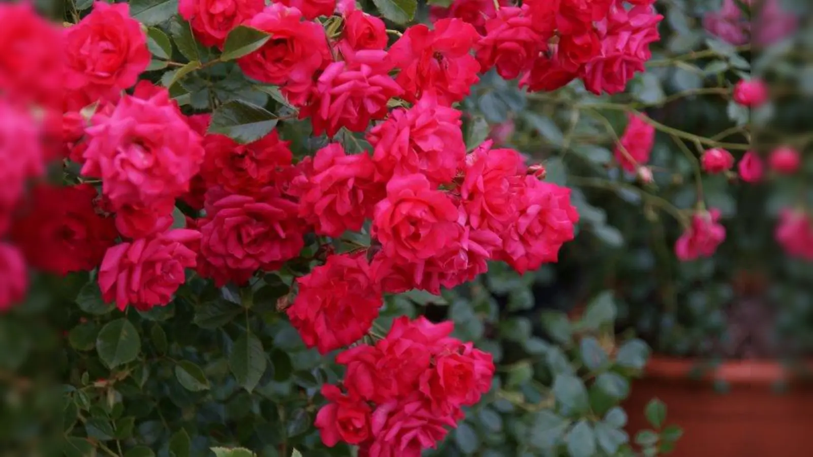 Die Rosenausstellung anlässlich 100 Jahre Botanischer Garten Nymphenburg dauerte vom 27. bis 30. Juni. (Foto: SH)
