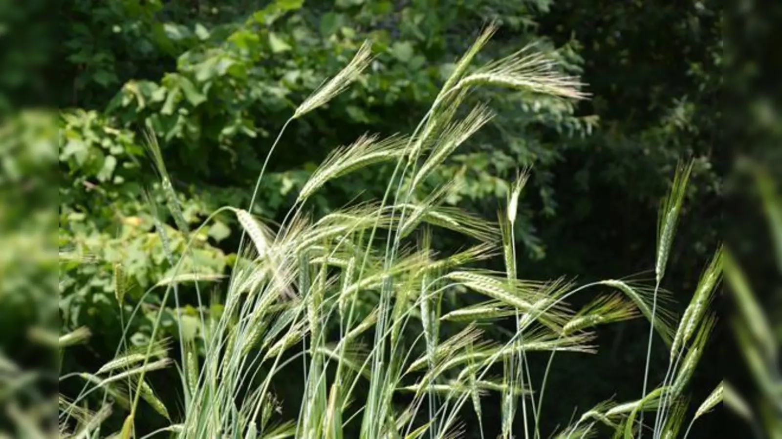 Ende Juni steht die Geschichte der Nutzpflanzen im Vordergrund,  (Foto: Bagley/Bajuwarenhof Kirchheim)