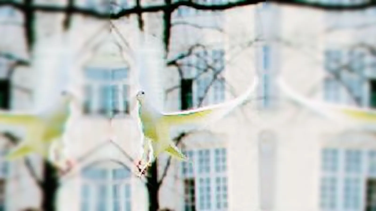 Taube flieg! vor der Schauburg.	 (Foto: Schauburg, aw)