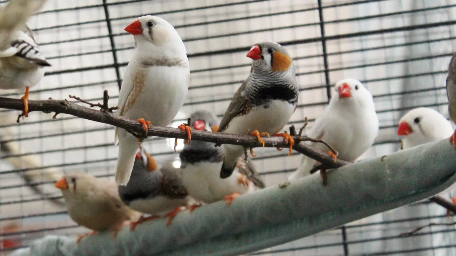 Zebrafinken benötigen mindestens ein Partnertier und täglichen Freiflug. (Foto: Tierschutzverein München)