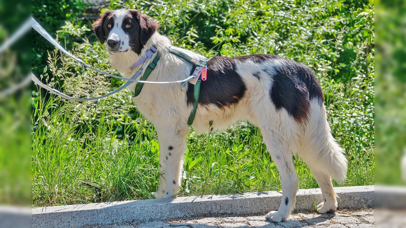 Der junge Mischlingsrüde „Hill” ist noch etwas unsicher und muss einiges lernen. (Foto: Tierheim Riem)