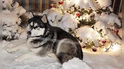 Egel, ob großer Wächter oder kleines Zamperl: Für jeden Hund ist eine Steuer an die Stadt zu entrichten.  (Foto: chk)