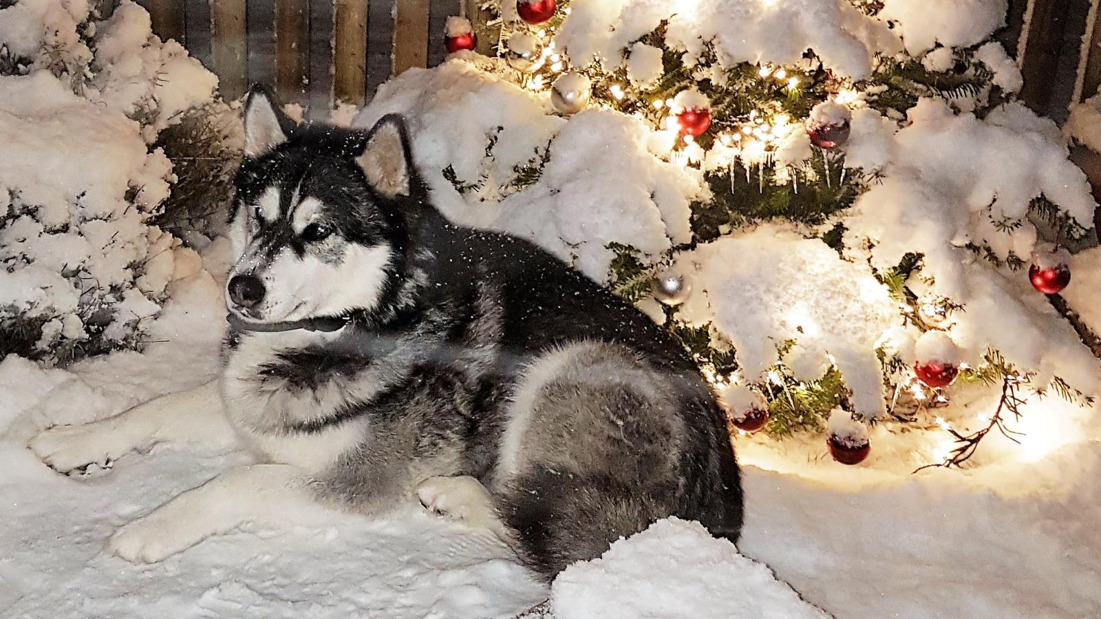 Hundesteuer-wird-f-llig