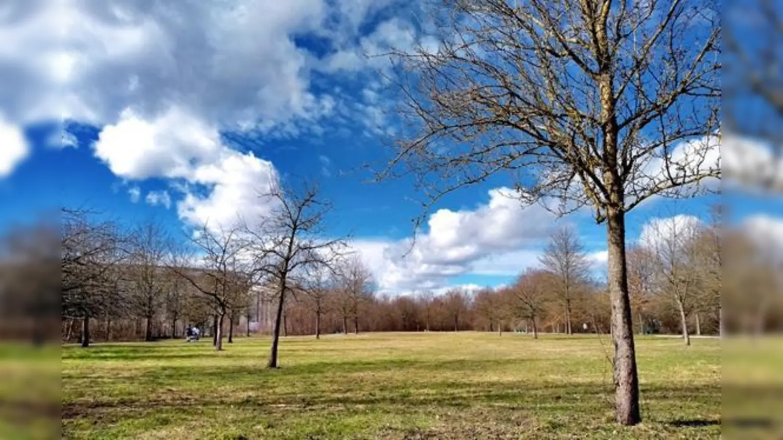 Aus der Wiese mit einzelnen Obstbäumen wird ab Herbst eine hochwertige Streuobstwiese mit alten Sorten.  (Foto: privat)