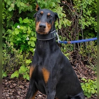 Dobermann-Rüde Conan. (Foto: Tierheim Riem)