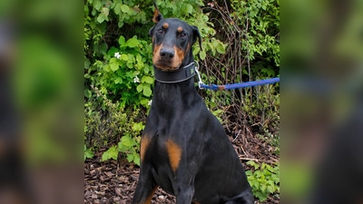 Dobermann-Rüde Conan. (Foto: Tierheim Riem)