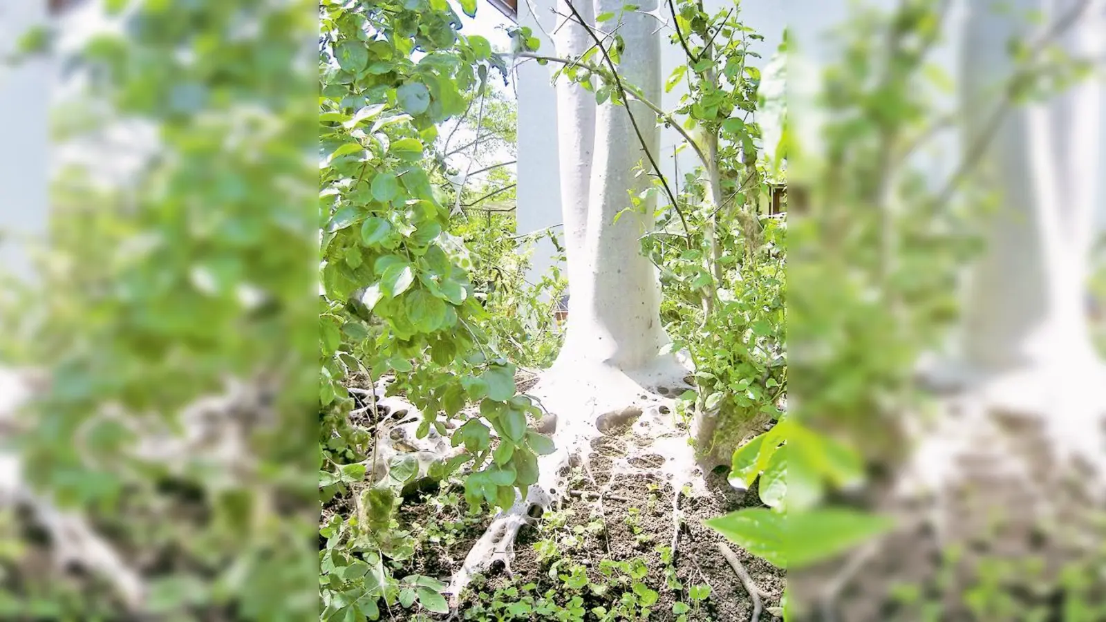 Die Bäume sind mit dichten weißen Netzen überzogen. 	 (Foto: sd)