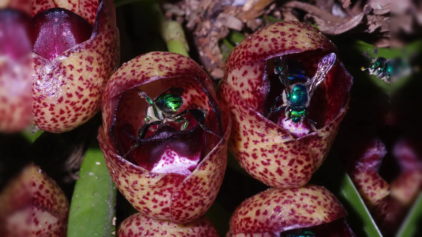 Die Orchidee Peristeria ephippium wird von duftsammelnden männlichen Prachtbienen besucht. Die gesammelten Duftstoffe dienen dazu, weibliche Bienen anzulocken und zu betören. Sie ist u.a. in Venezuela heimisch. (Foto: Dr. Gerlach)