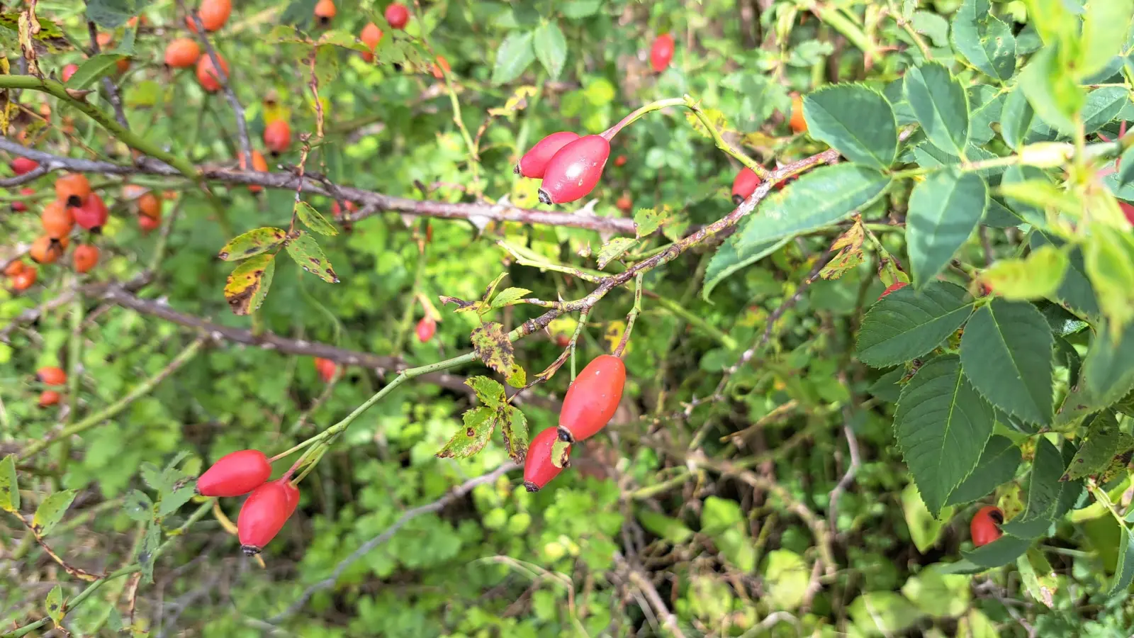 Die Gartengruppe des Experimentiergartens stellt die Vielfalt der saisonalen heimischen Wildfrüchte in den Mittelpunkt. (Foto: VA)