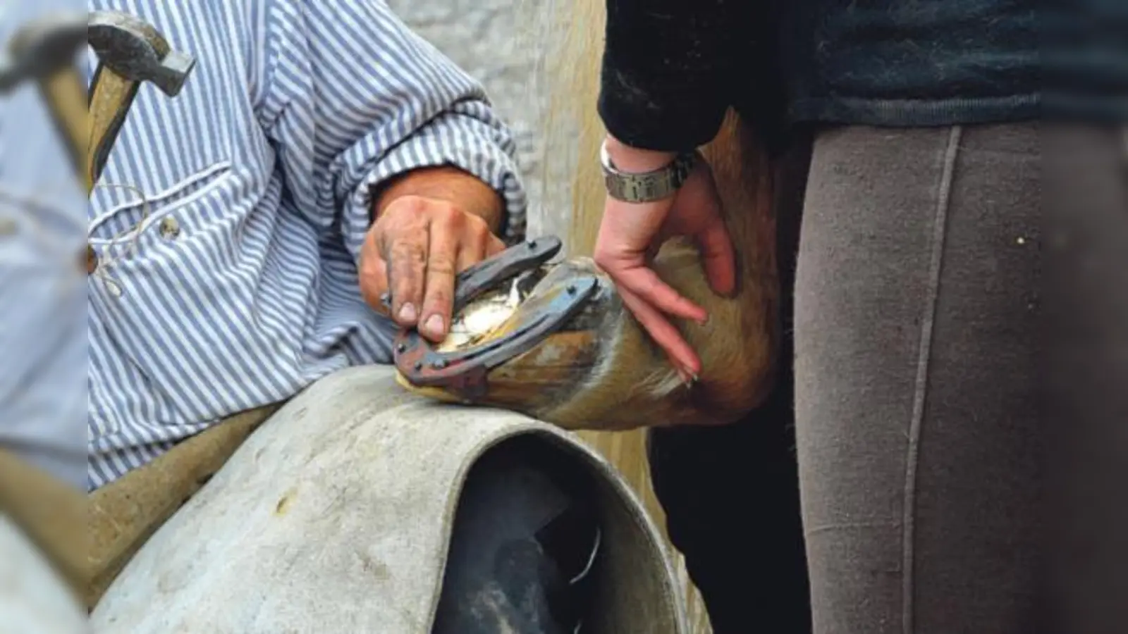 Mit handgeschmiedeten Nägeln wird das Hufeisen am Pferdehuf fixiert.  (Foto: Dieter Schnöpf)