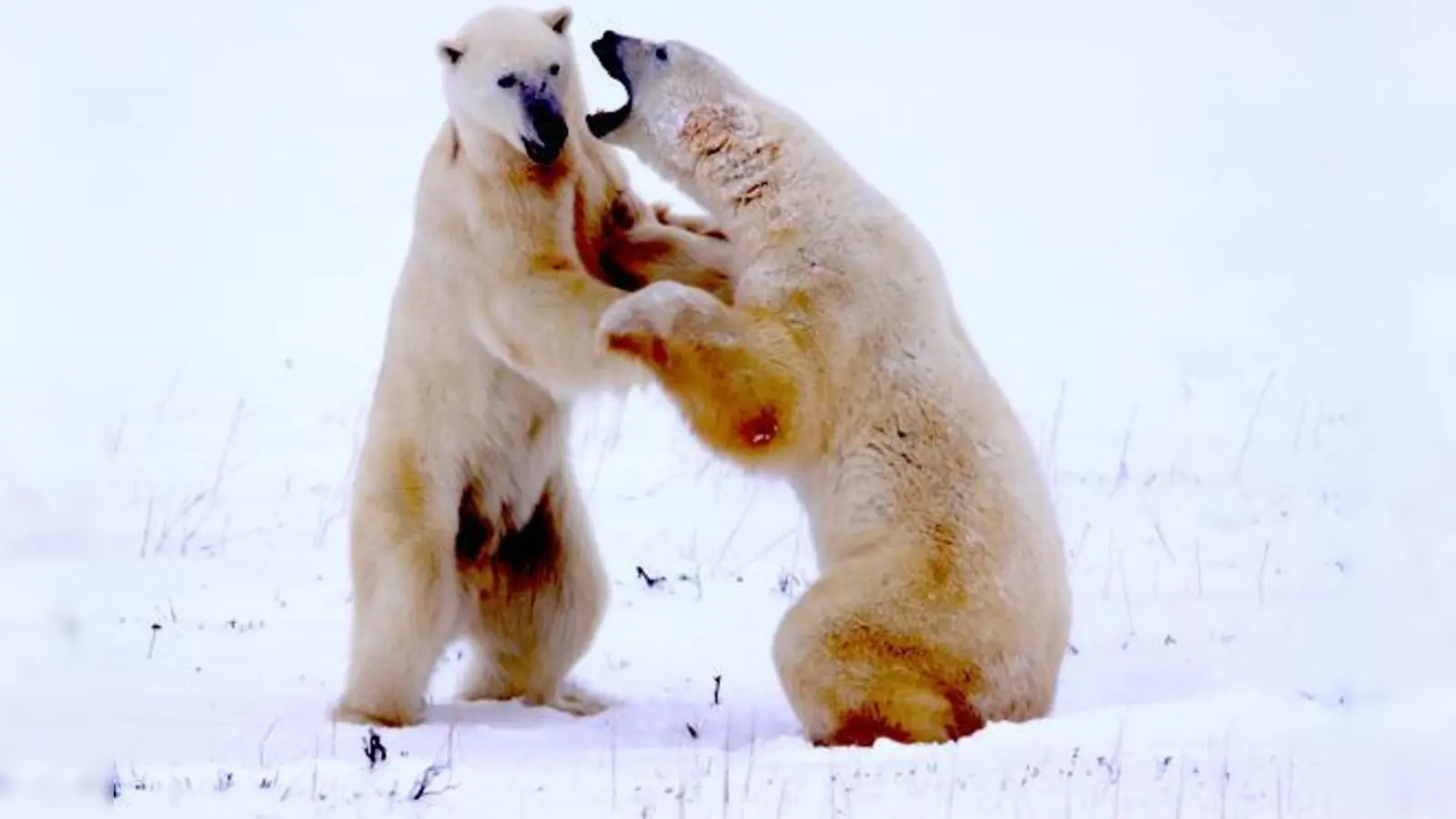 Eisbären im kanadischen Churchill.  (Foto: Bernd Römmelt)
