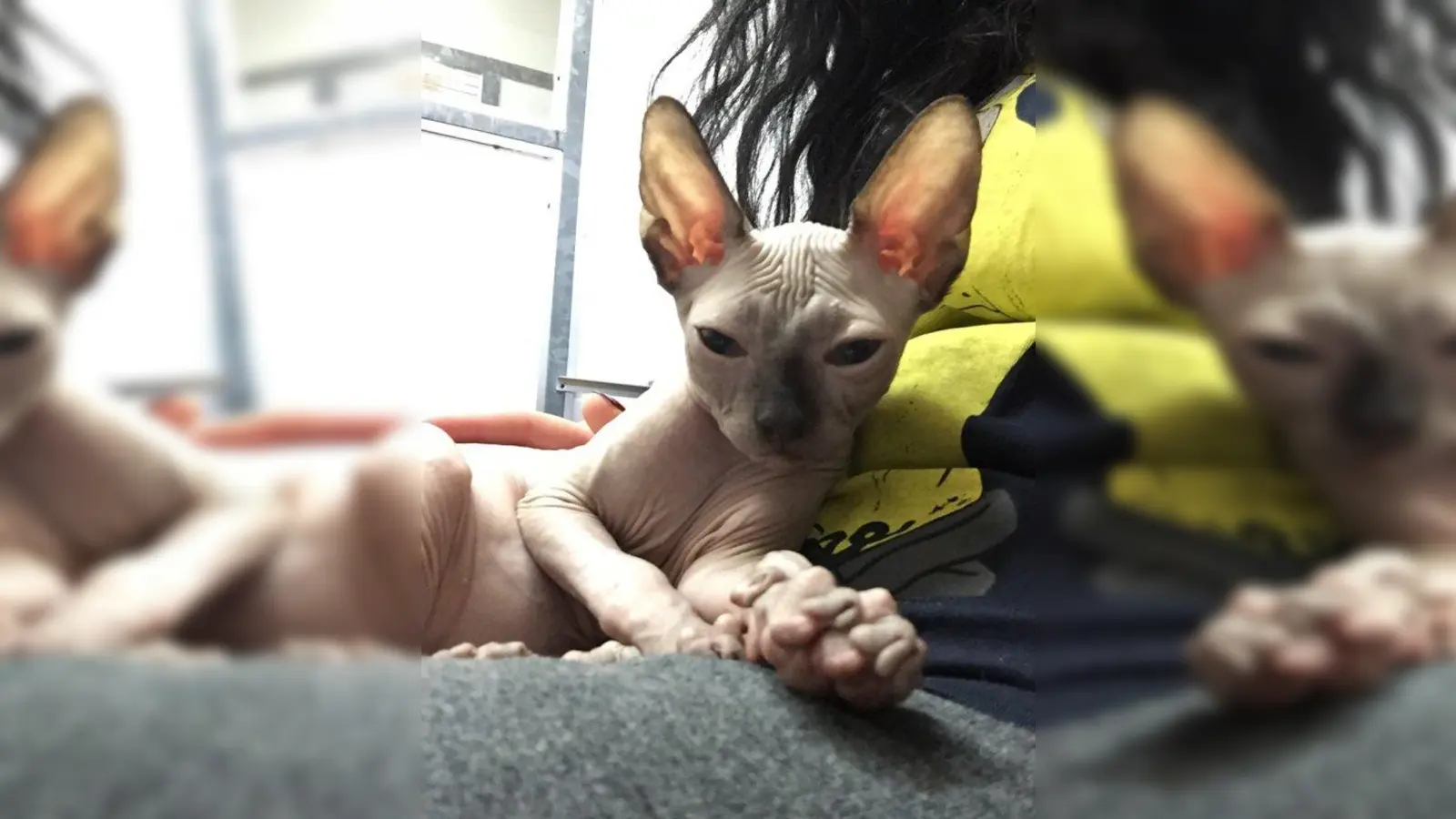 Kein Fell, fehlende Bart- und Schnurrhaare: Das Tierheim München beherbergt aktuell fünf Nacktkatzen aus Qualzucht. (Foto: Tierheim München)