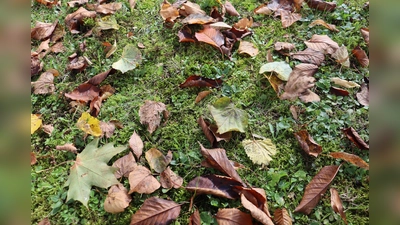 Der Herbst steht vor der Tür und mit ihm kommen viele neue Angebote ins Neuperland.  (Symbolbild: mha)