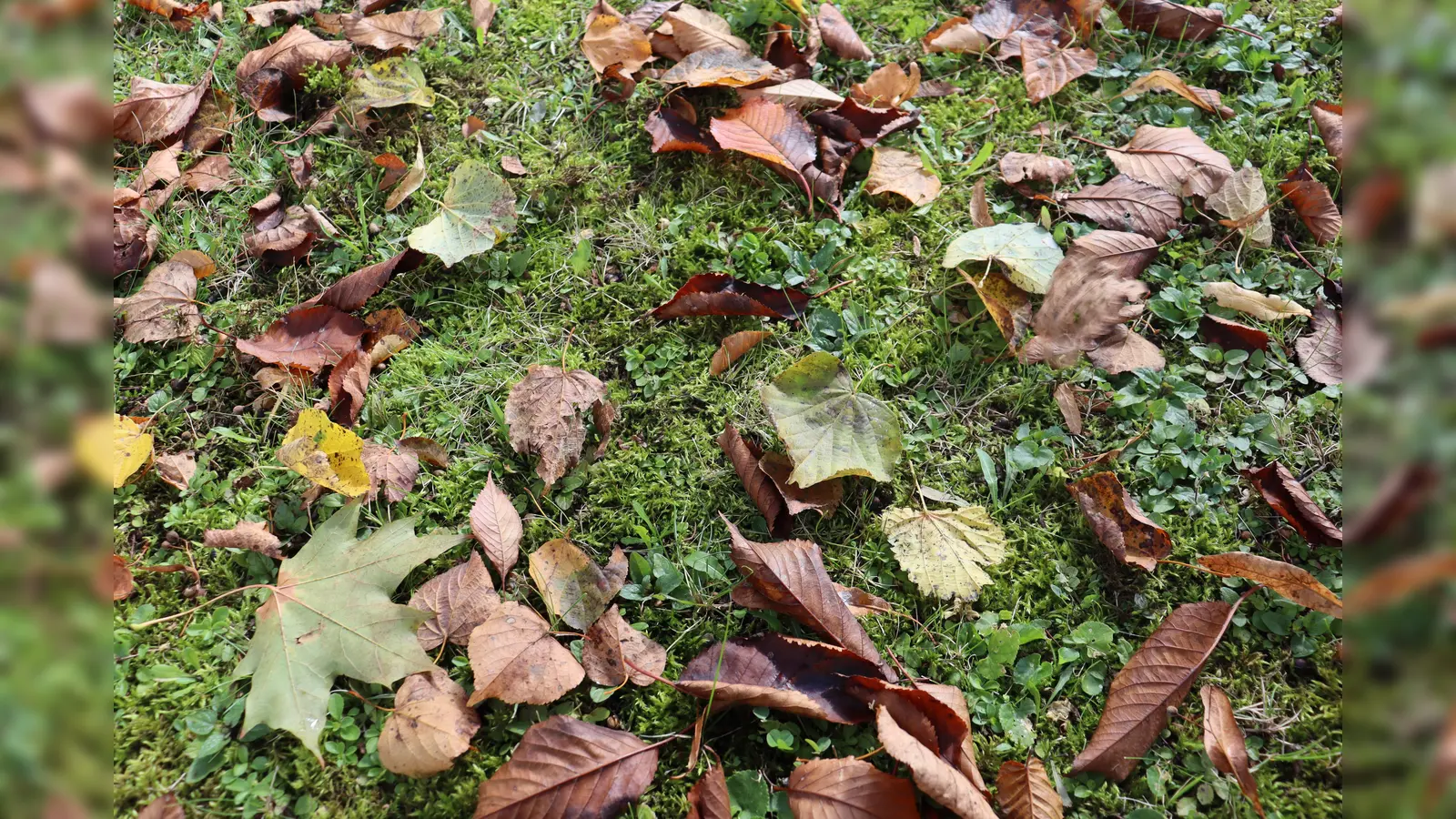 Der Herbst steht vor der Tür und mit ihm kommen viele neue Angebote ins Neuperland.  (Symbolbild: mha)