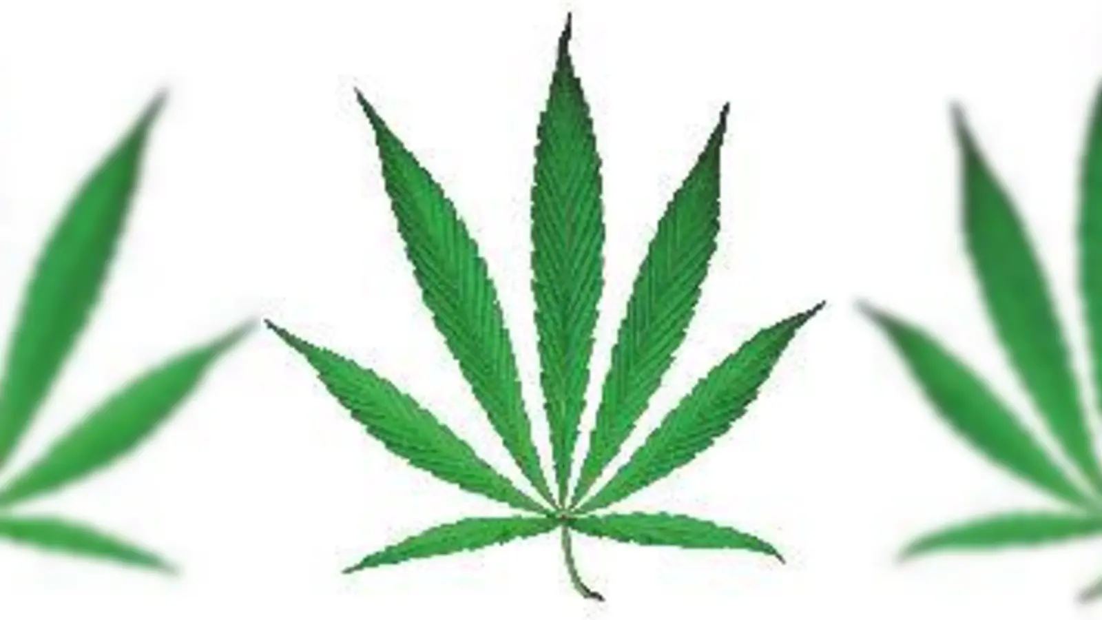 Sieht harmlos aus, macht aber schwindlig: nicht nur die Blüten, auch die Blätter der Hanfpflanze enthalten Spuren des Rauschmittels THC.	  (Foto: Archiv)