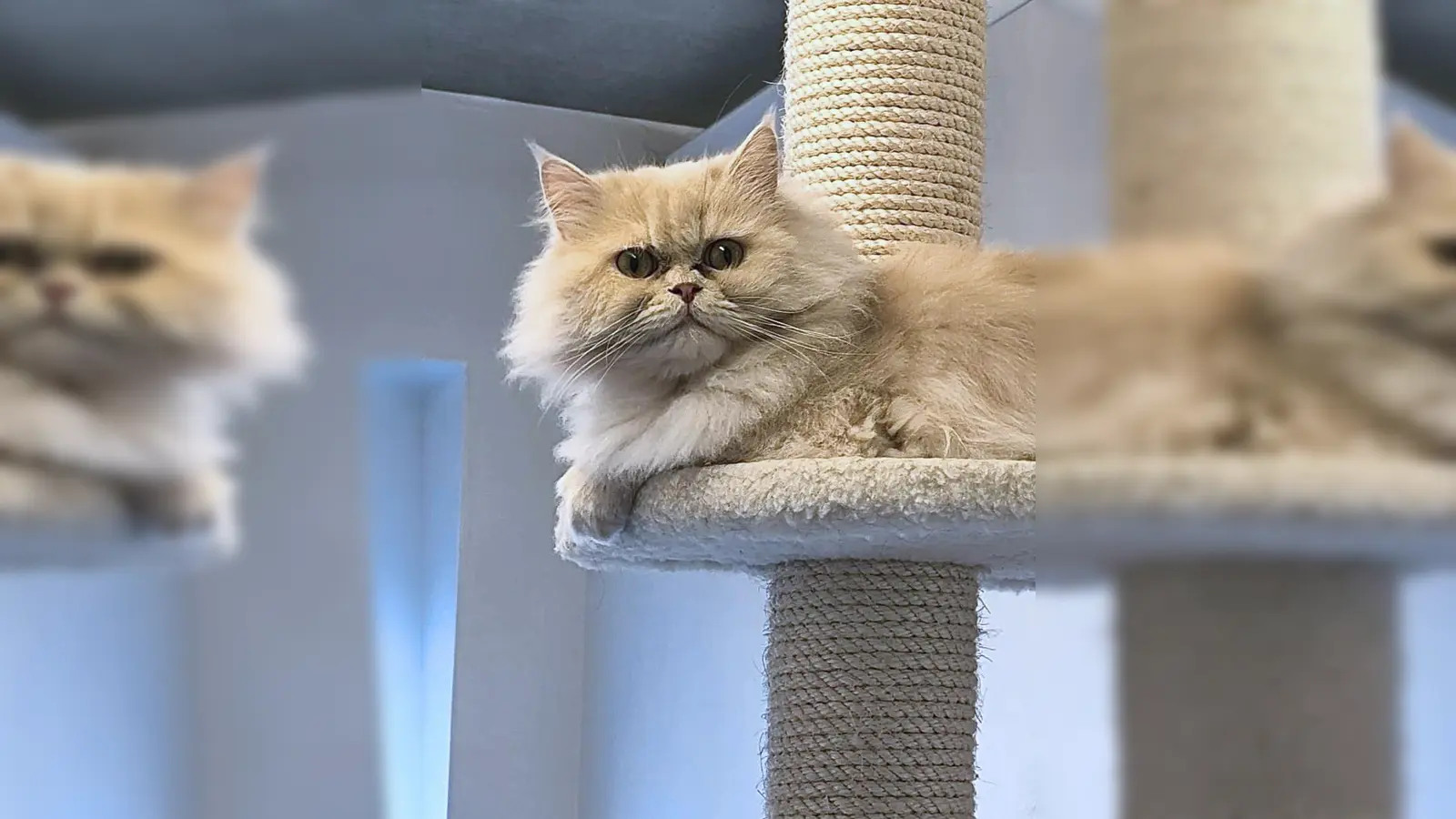 Perser-Kater Teddy. (Foto: Tierheim Riem)