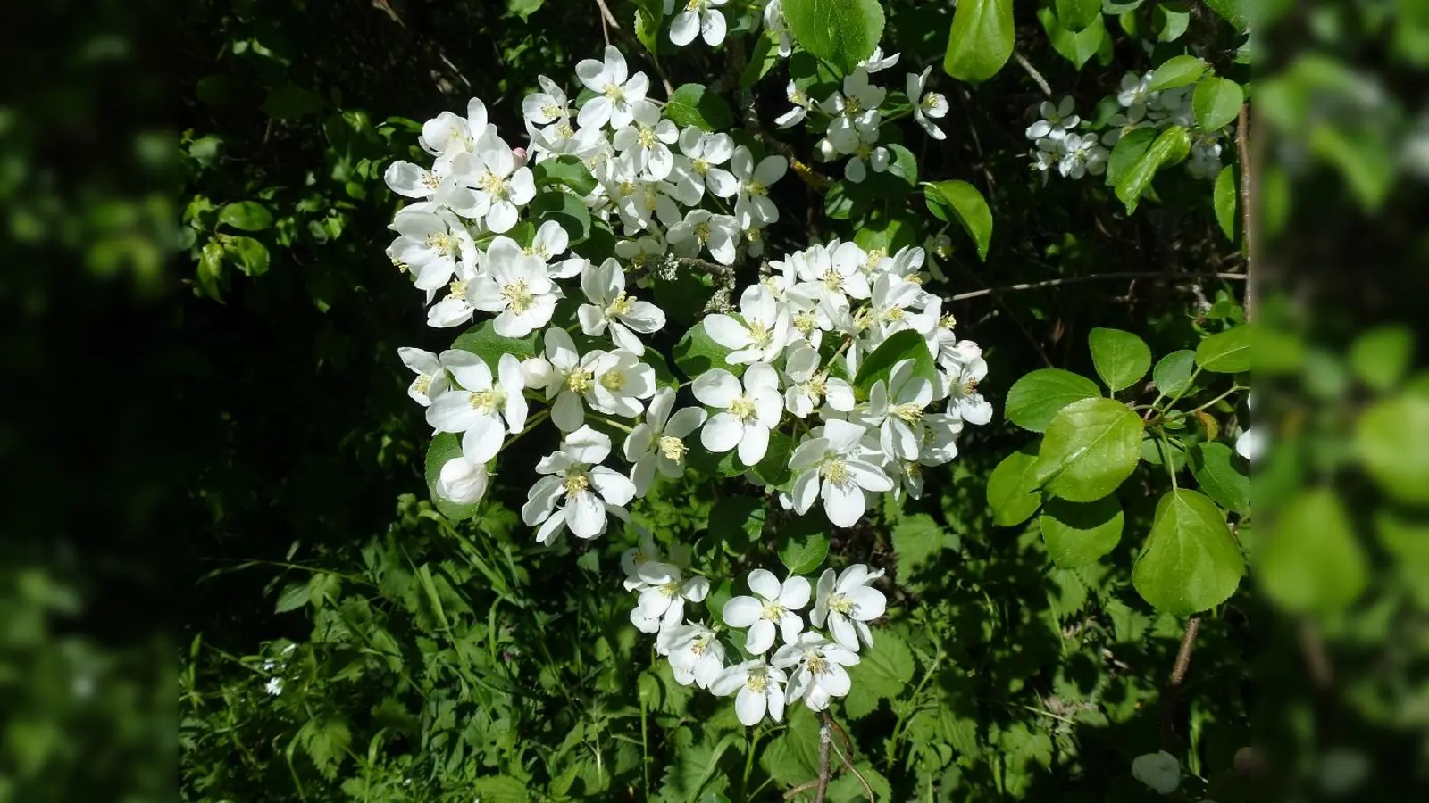 Das Ziel für die Allacher Wildapfelpopulation ist der Erhalt und Aufbau einer genetisch gesicherten Nachzucht. (Foto: G. Aas)