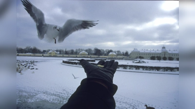 Lachmöwen besuchen gerne Nymphenburg im Winter. (Foto: Sorge)