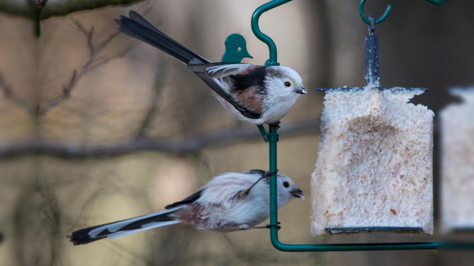 Hast-du-mal-nen-Kern-So-werden-die-V-gel-im-Garten-satt