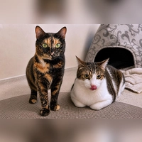 Hansi und Nanni suchen ein eher ruhiges Zuhause in reiner Wohnungshaltung.  (Foto: Tierheim Riem)