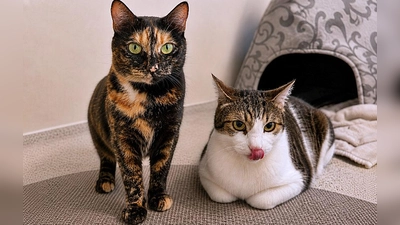 Hansi und Nanni suchen ein eher ruhiges Zuhause in reiner Wohnungshaltung.  (Foto: Tierheim Riem)