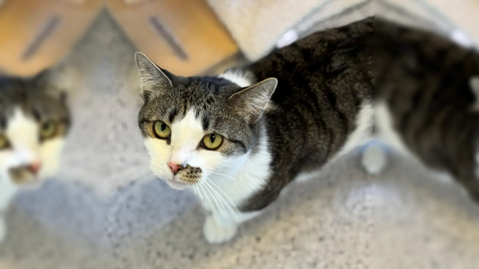 Die Europäisch Kurzhaar Katze „Ice” ist zutraulich und verspielt. (Foto: Tierheim Riem)