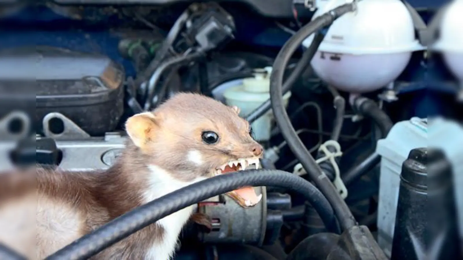 Wirksamen Schutz gegen Marder-Attacken gibt es beim ADAC  jetzt zum Aktionspreis.	 (Foto: ADAC/Schmidt)