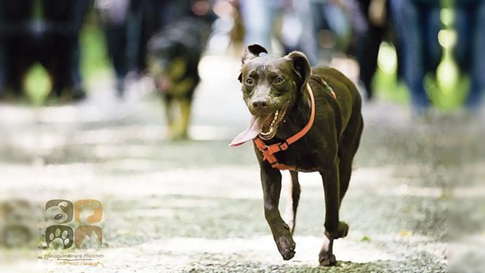 Die geplante Tour der »Hundewanderung München« in der Fröttmaninger Heide am 14. Juli musste verlegt werden, weil dort Hunde nicht mehr frei laufen dürfen. Jetzt gehts in die Mallertshofener Heide. 	 (Foto: Carsten Becker)