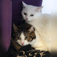 Moritz und Leon. (Foto: Tierheim Riem)