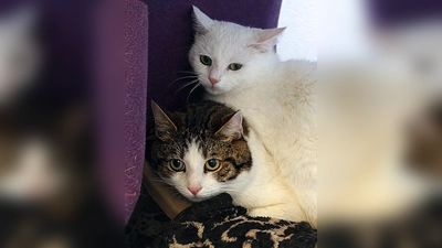 Moritz und Leon. (Foto: Tierheim Riem)