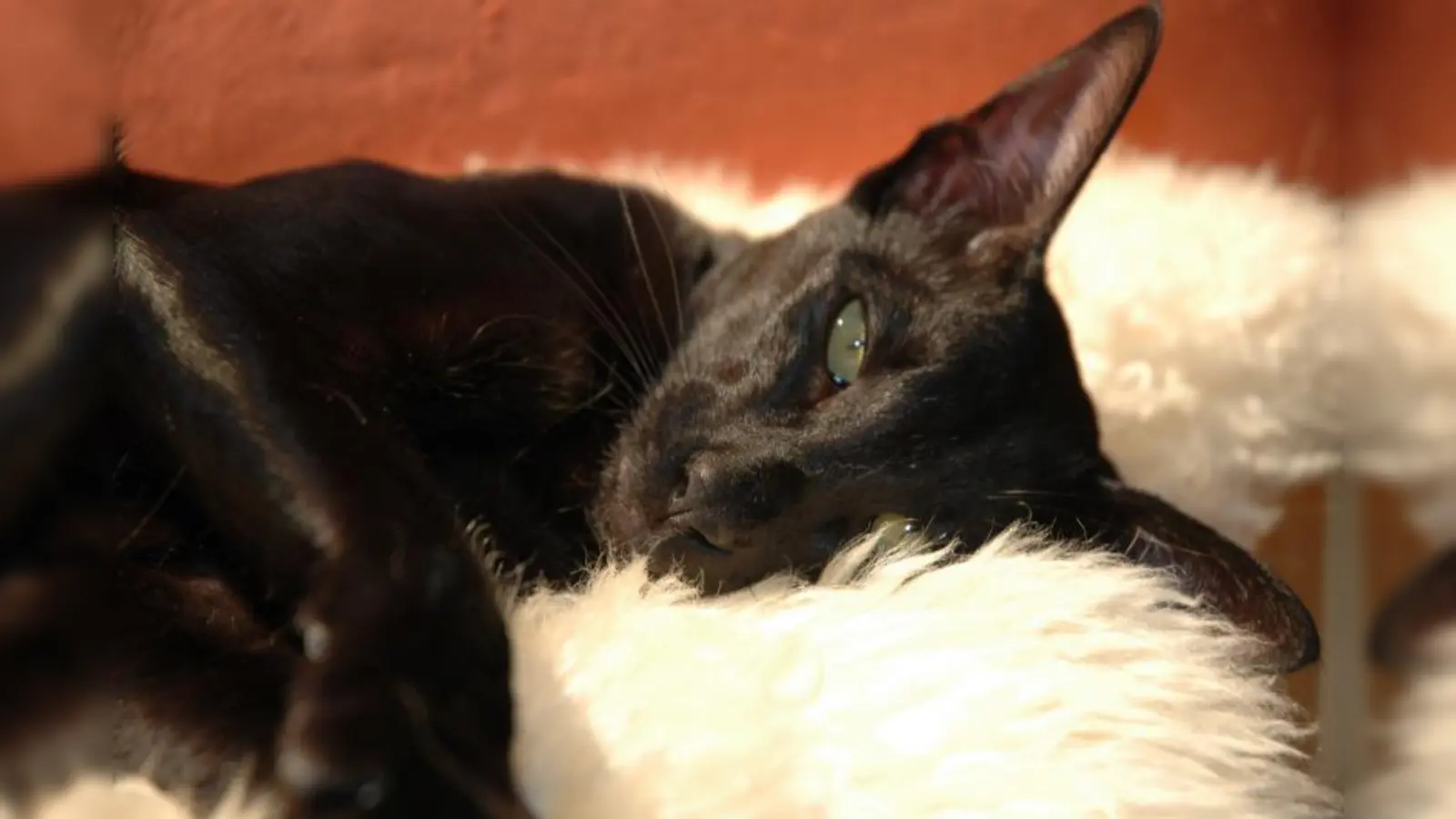 Insgesamt werden rund 700 „Topmodels” aus der ganzen Welt erwartet: Ein Event für die ganze Familie. (Foto: pi)