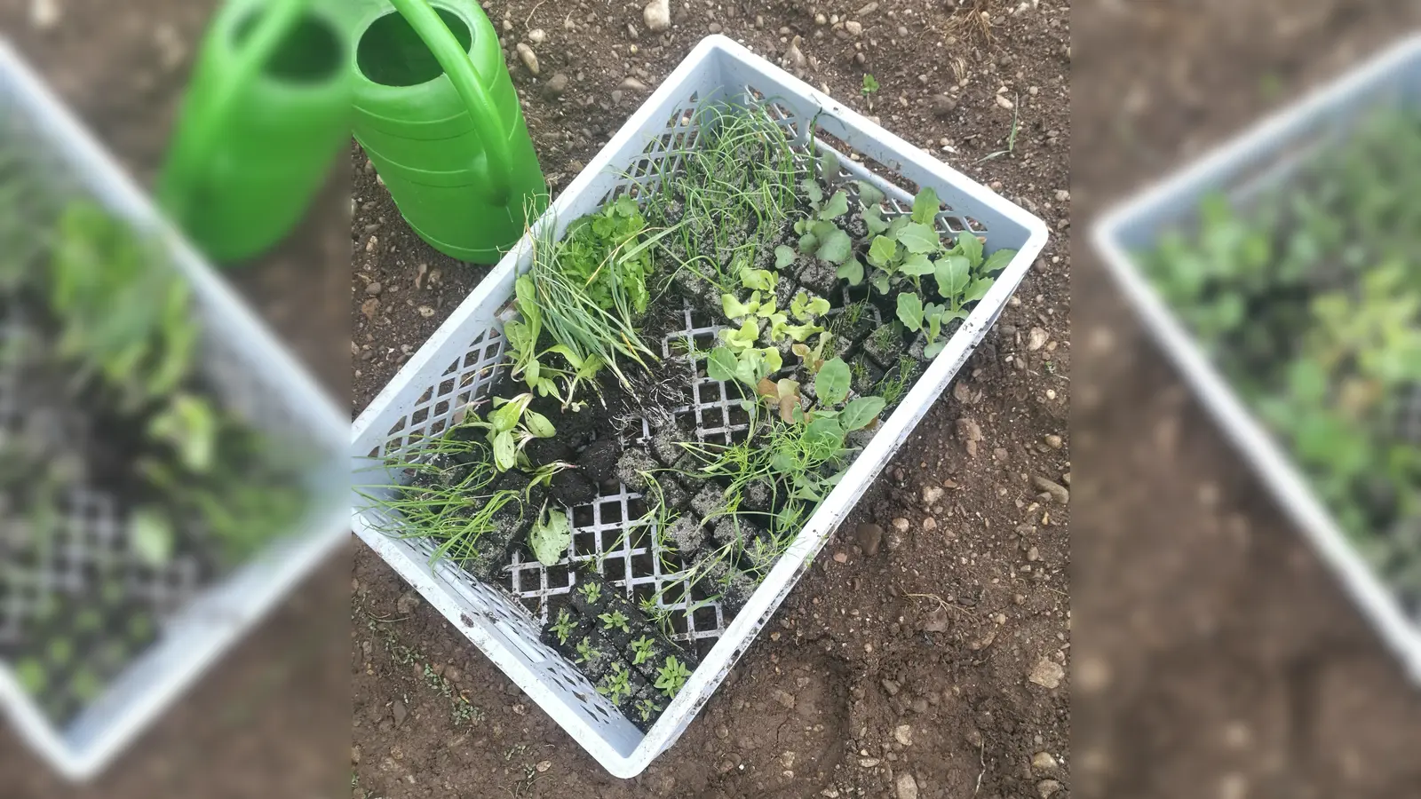 Setzlinge können bei der Pflanzentauschbörse getauscht werden. (Foto: ara)