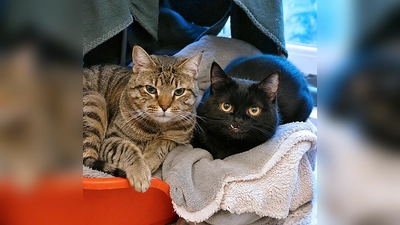 Die beiden Europäisch Kurzhaar Katzen Fritz und Frida. (Foto: Tierheim Riem)