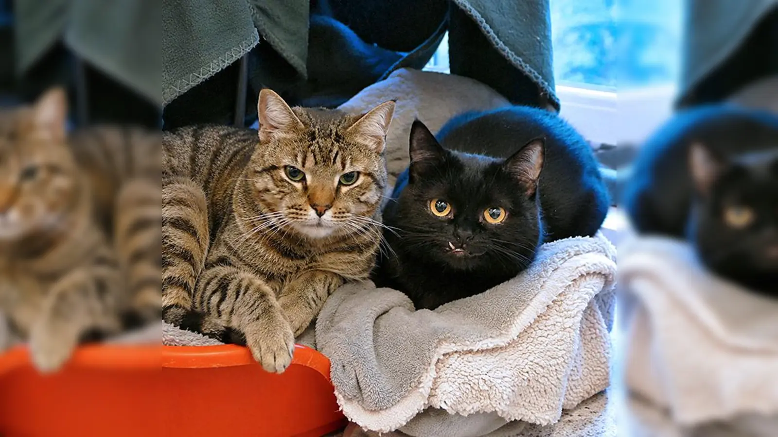 Die beiden Europäisch Kurzhaar Katzen Fritz und Frida. (Foto: Tierheim Riem)