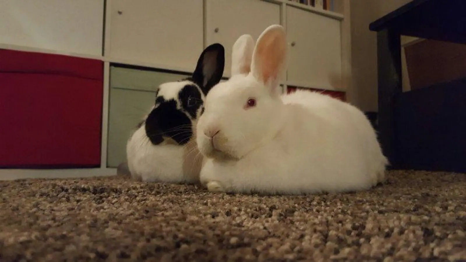 Weil der hochansteckende Virus RDH2 mitunter über abgepacktes Heu übertragen werden kann, sollten auch Tiere in Innenhaltung geimpft werden. (Foto: eis)