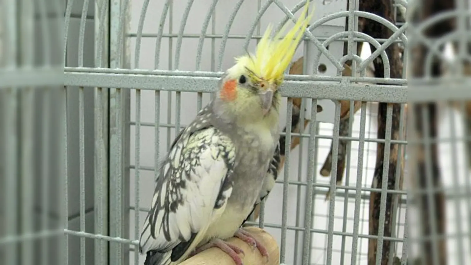 Wer kennt  oder wer will­  diesen Nymphensittich? Der wendet sich an die Stadt Garching.  (Foto: VA)