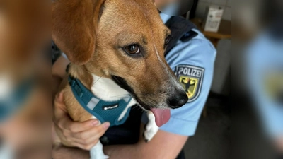 Die Beamten tauften die umgängliche und gar nicht scheue Hündin kurzerhand auf den Namen Nala. (Foto: Bundespolizei)