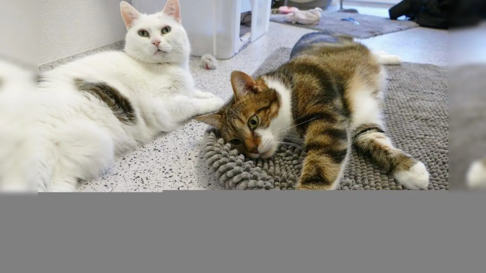 Heidi (l.) und ihr Sohn Felix wollen zusammenbleiben. (Foto: Tierheim München)