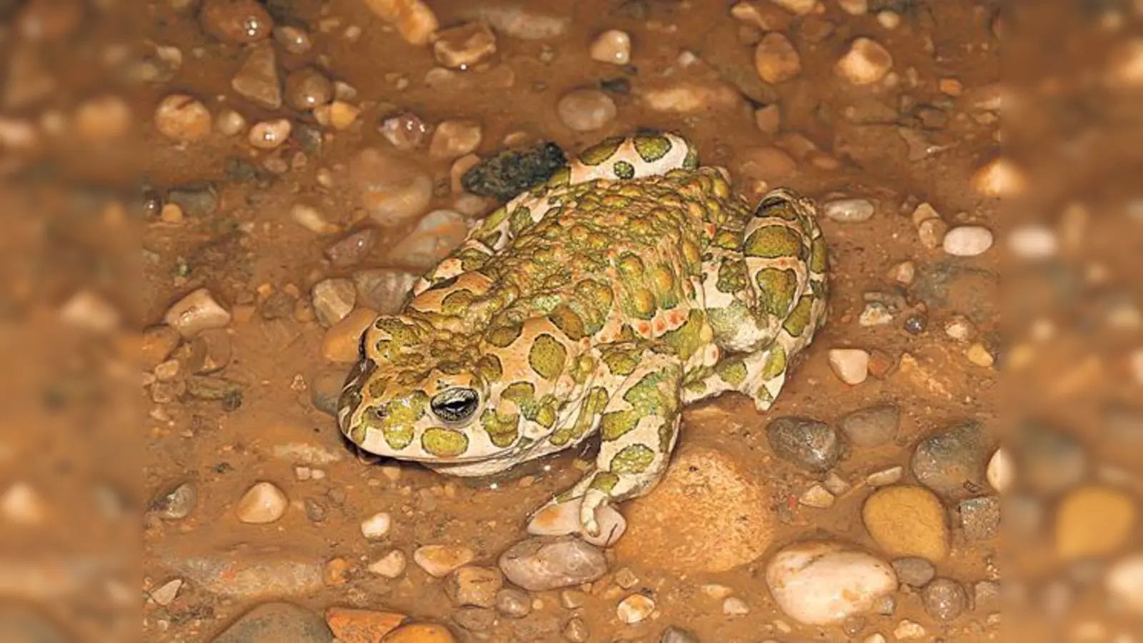 Die Wechselkröte ist auch in Bayern stark vom Aussterben bedroht.	 (Foto: Eike Hagenguth)