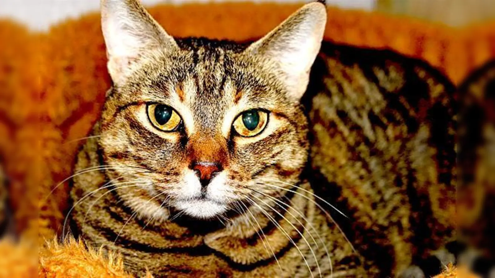 Was passiert hinter den Kulissen des Riemer Tierheims? Eine Führung der MVHS informiert ausführlich.	 (Foto: Tierschutzverein)