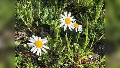 Auf bunten Blumenwiesen fühlen sich Biene &amp; Co so richtig wohl, noch besser ist es, wenn torffreie Erde benutzt wurde. (Foto: hw)