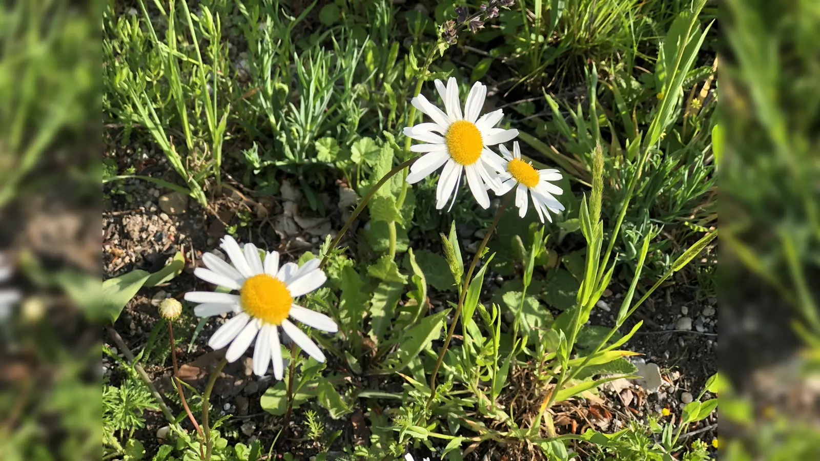 Im Pfarrgarten findet das Orgelpicknick statt. Bitte Decke und Brotzeit mitbringen! (Foto: hw)