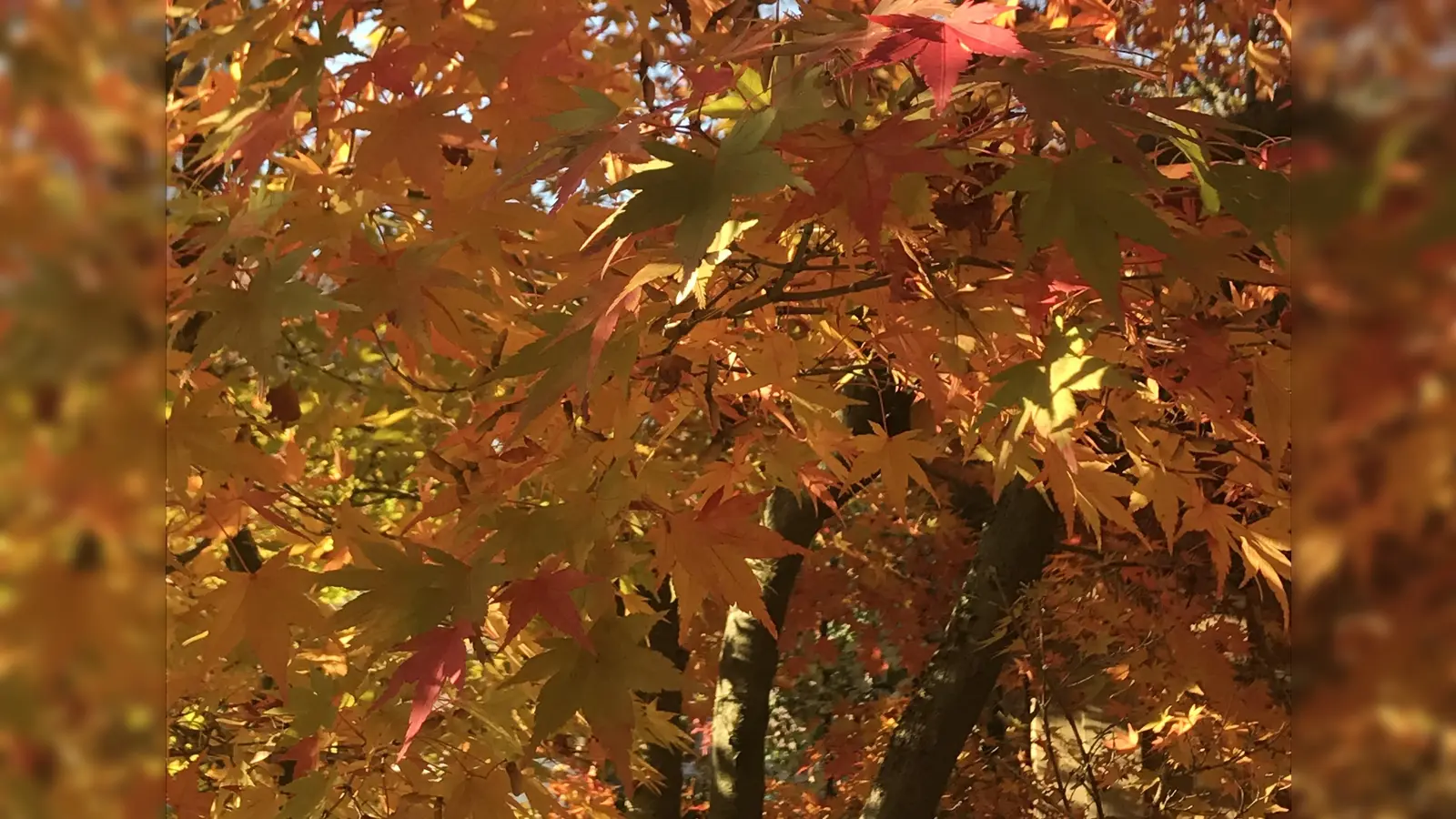 Bei der Gartenabfallsammlung des Landkreises kann auch altes Laub entsorgt werden. (Foto: hw)