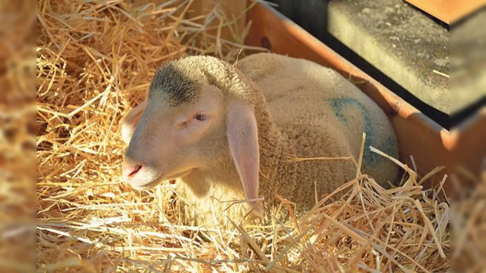 Streichelschafe der lebenden Krippe sind auch wieder beim Haarer Christkindlmarkt dabei.	 (Foto: VA)